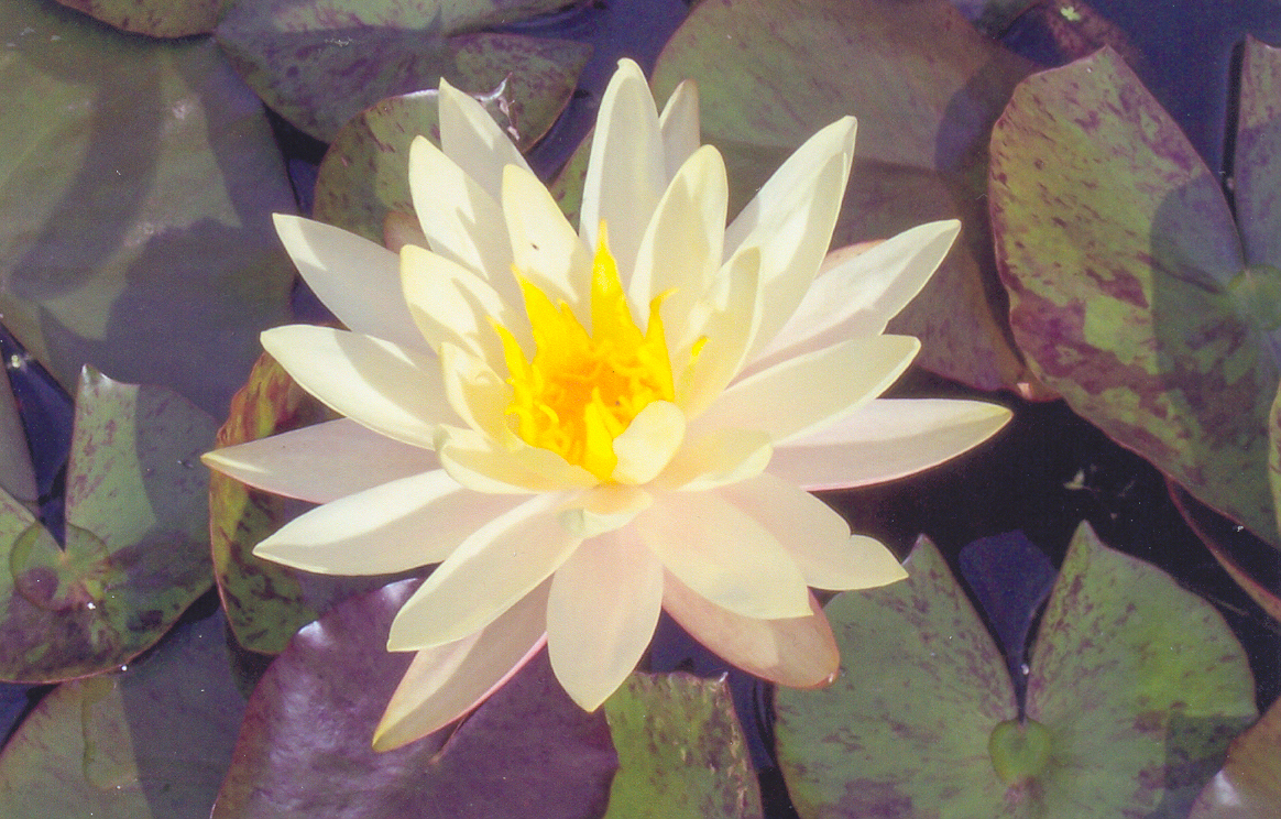 Yellow Water Lilly Flower