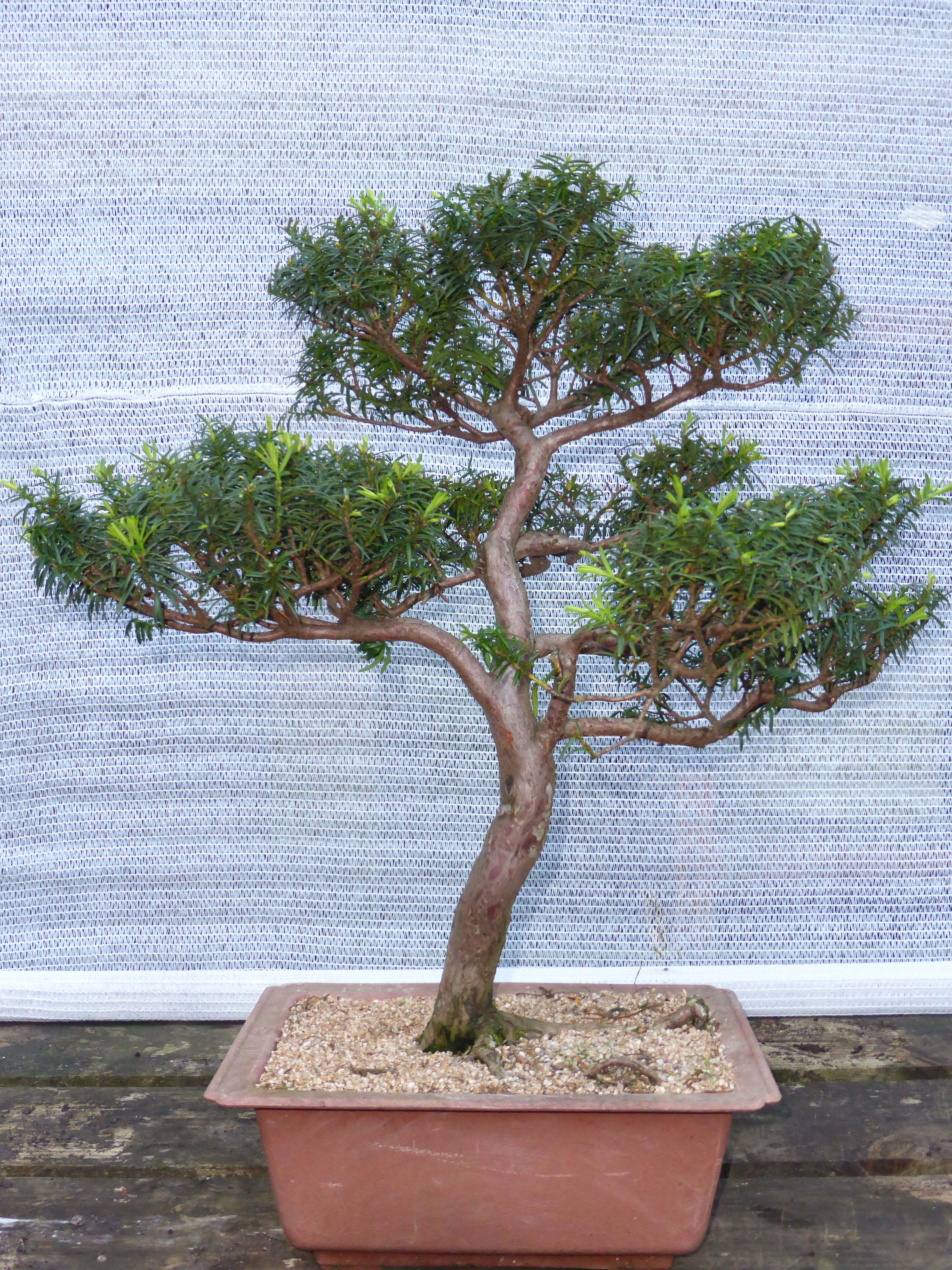 Yew Bonsai Tree