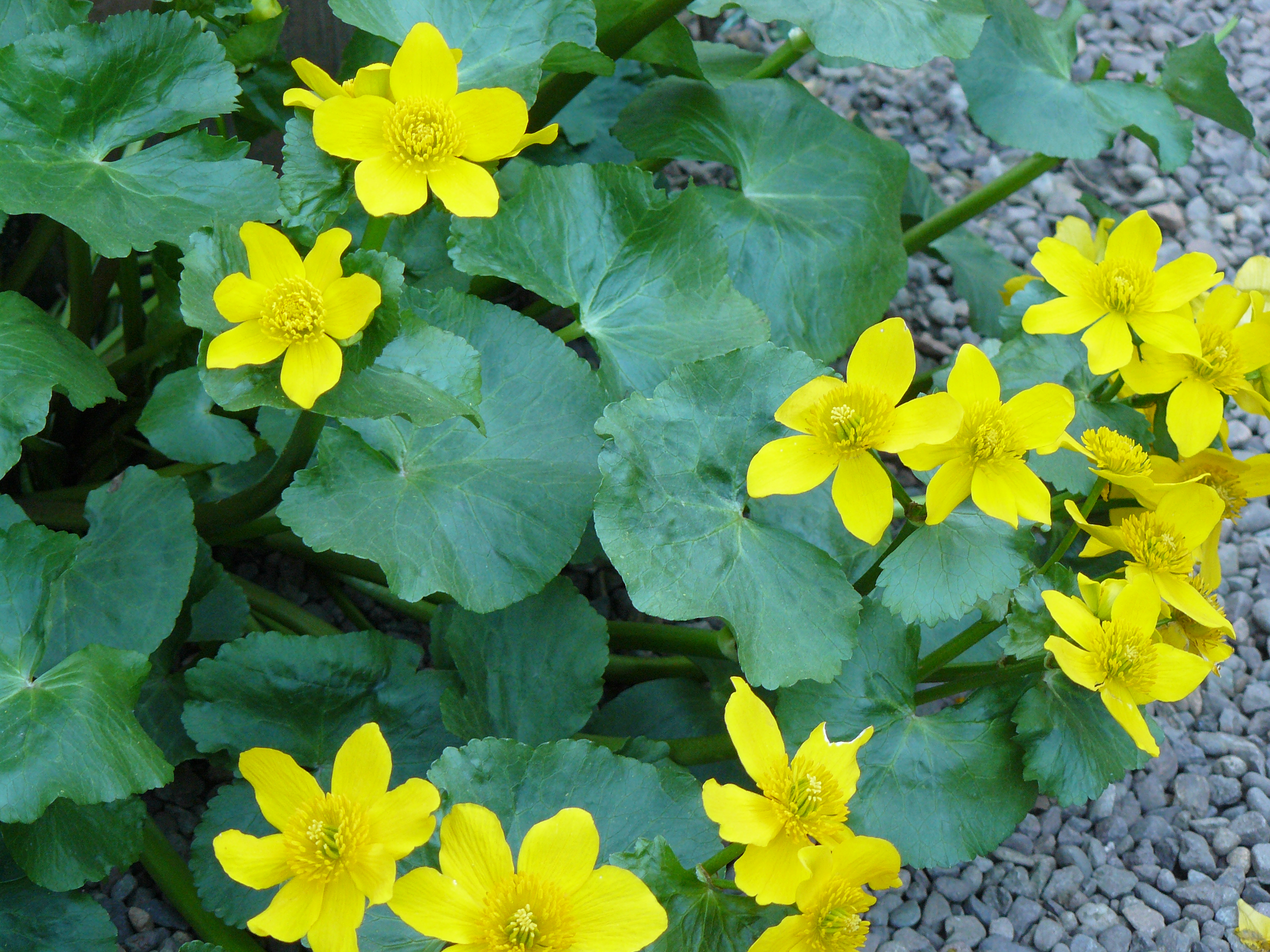 Caltha Palustris Flowering