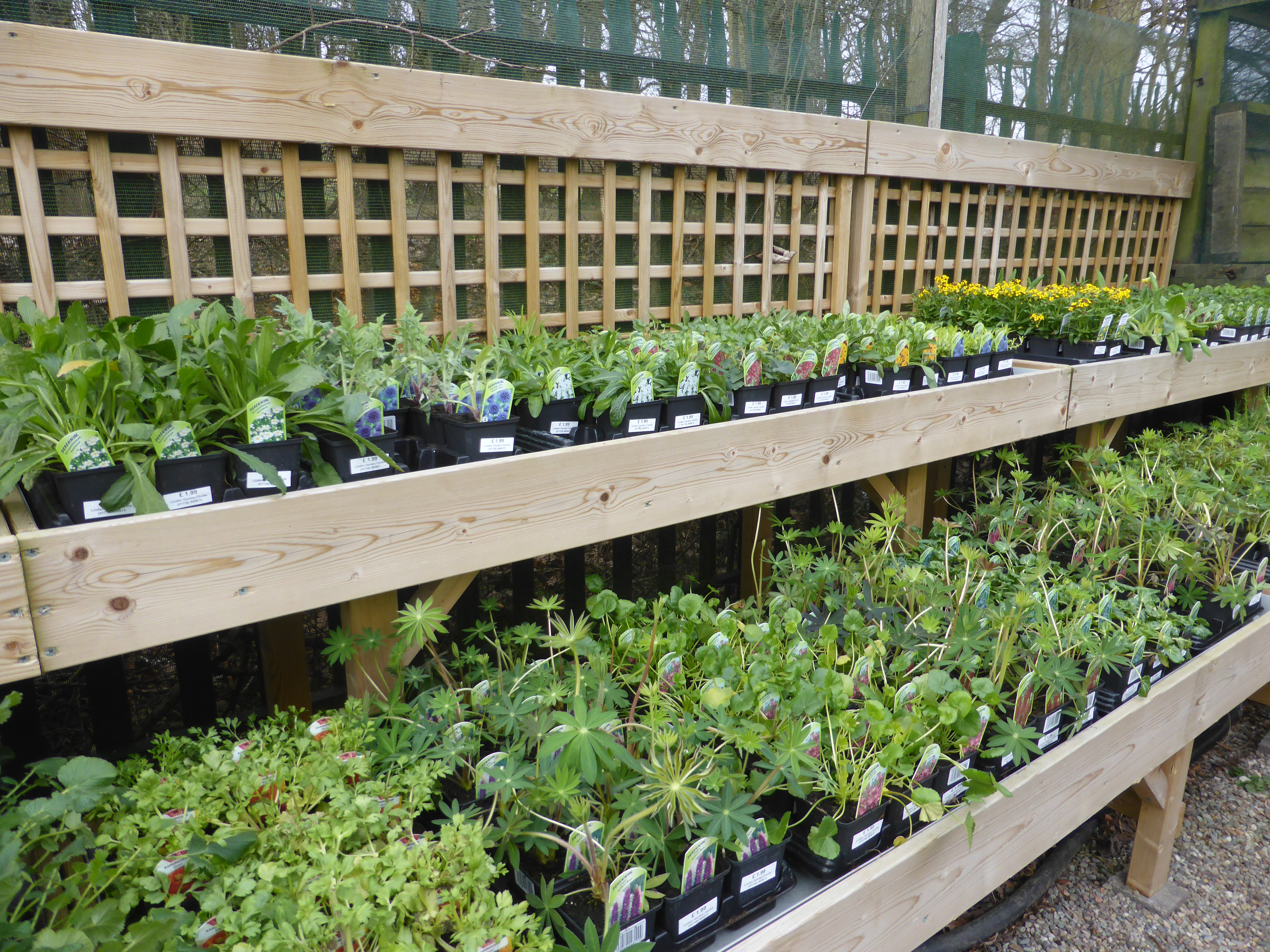 Plants on Bench