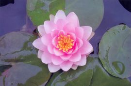 Pink Waterlilly 