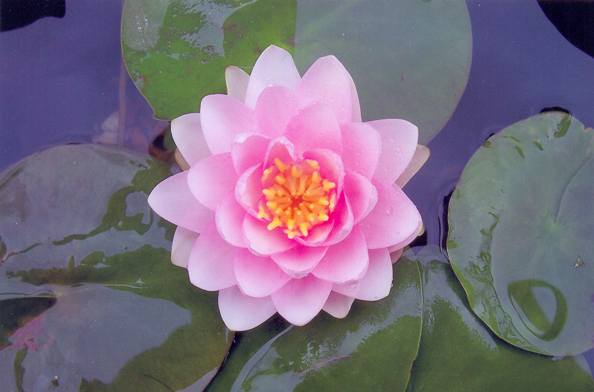 Pink Waterlilly 