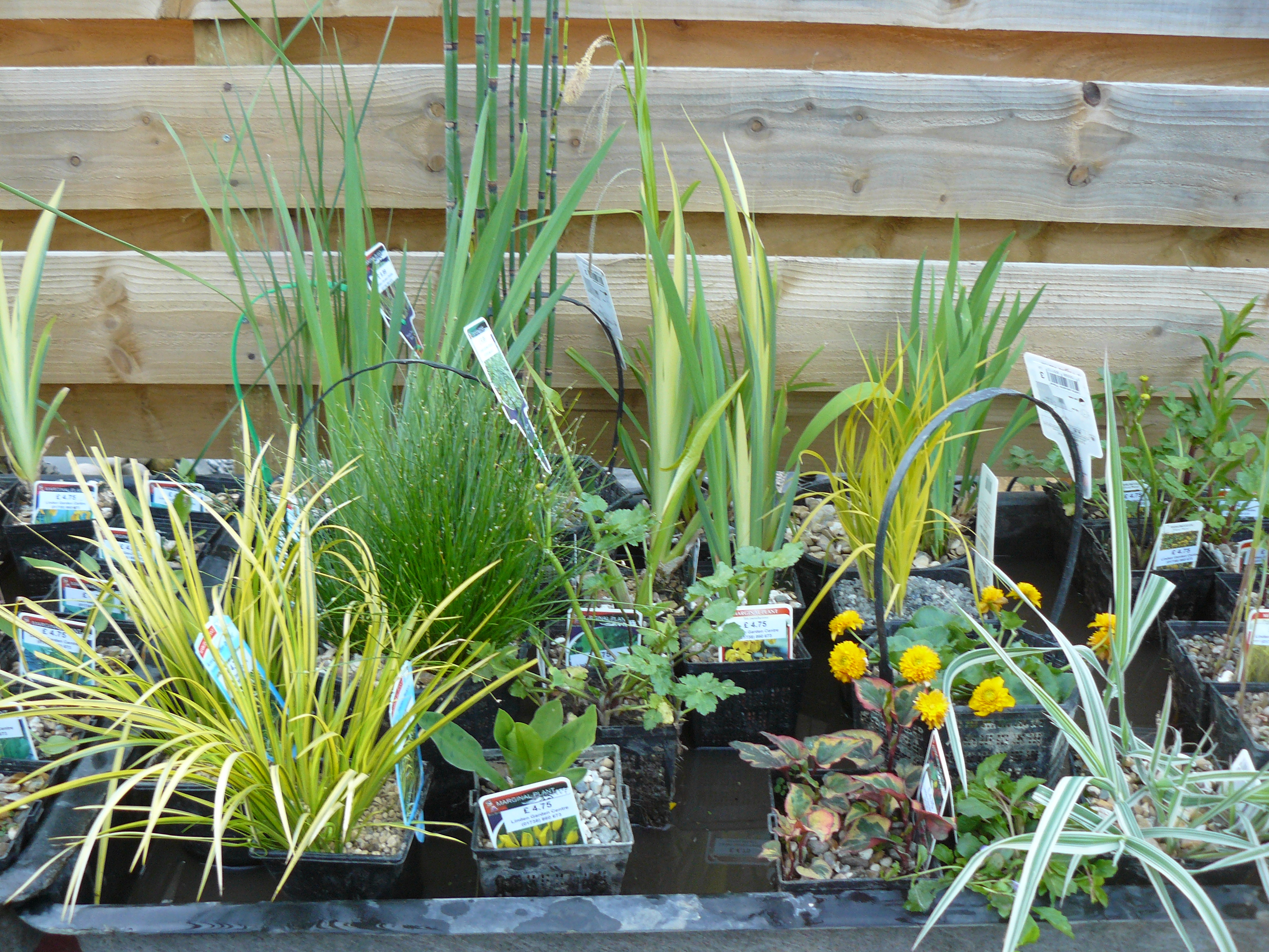 Display of Pond Plants