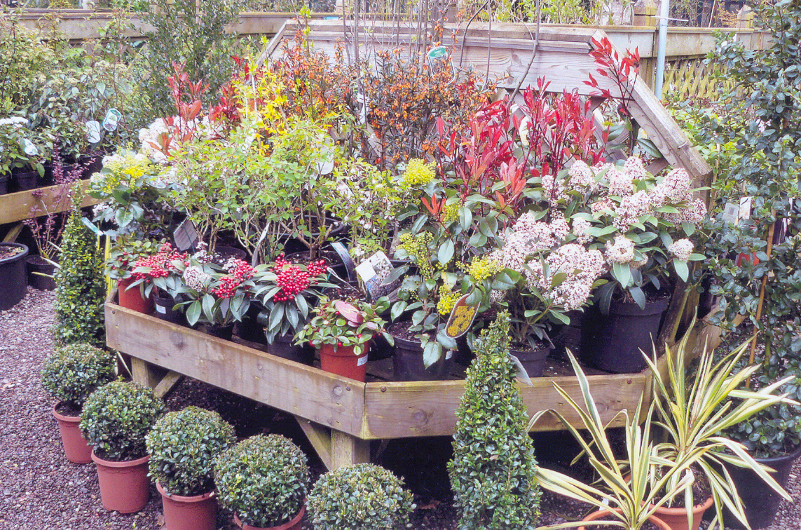 Display of Plants