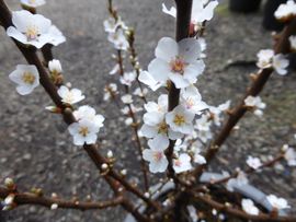 Cherry Blossom
