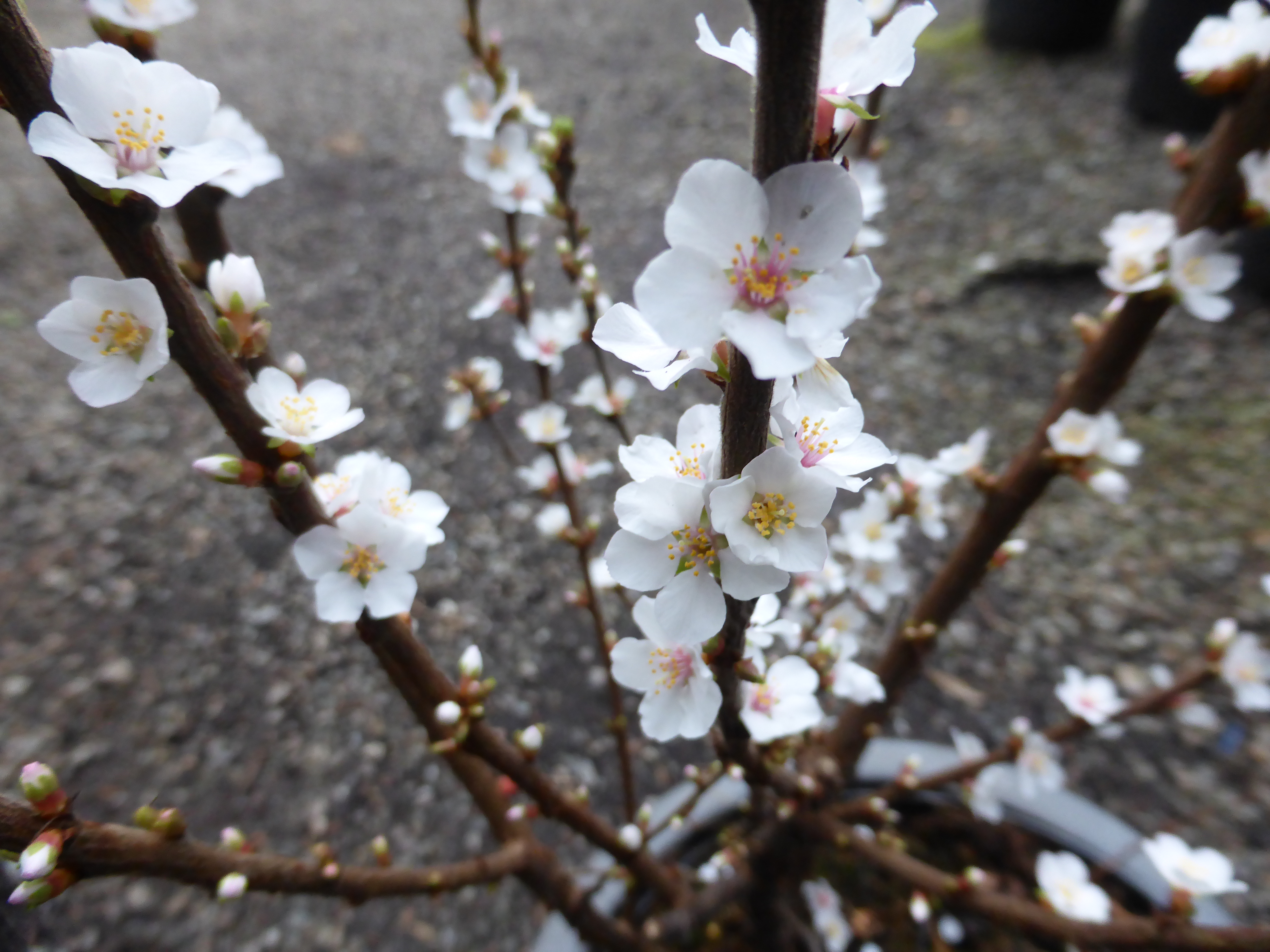 Cherry Blossom