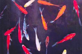 Pond Fish