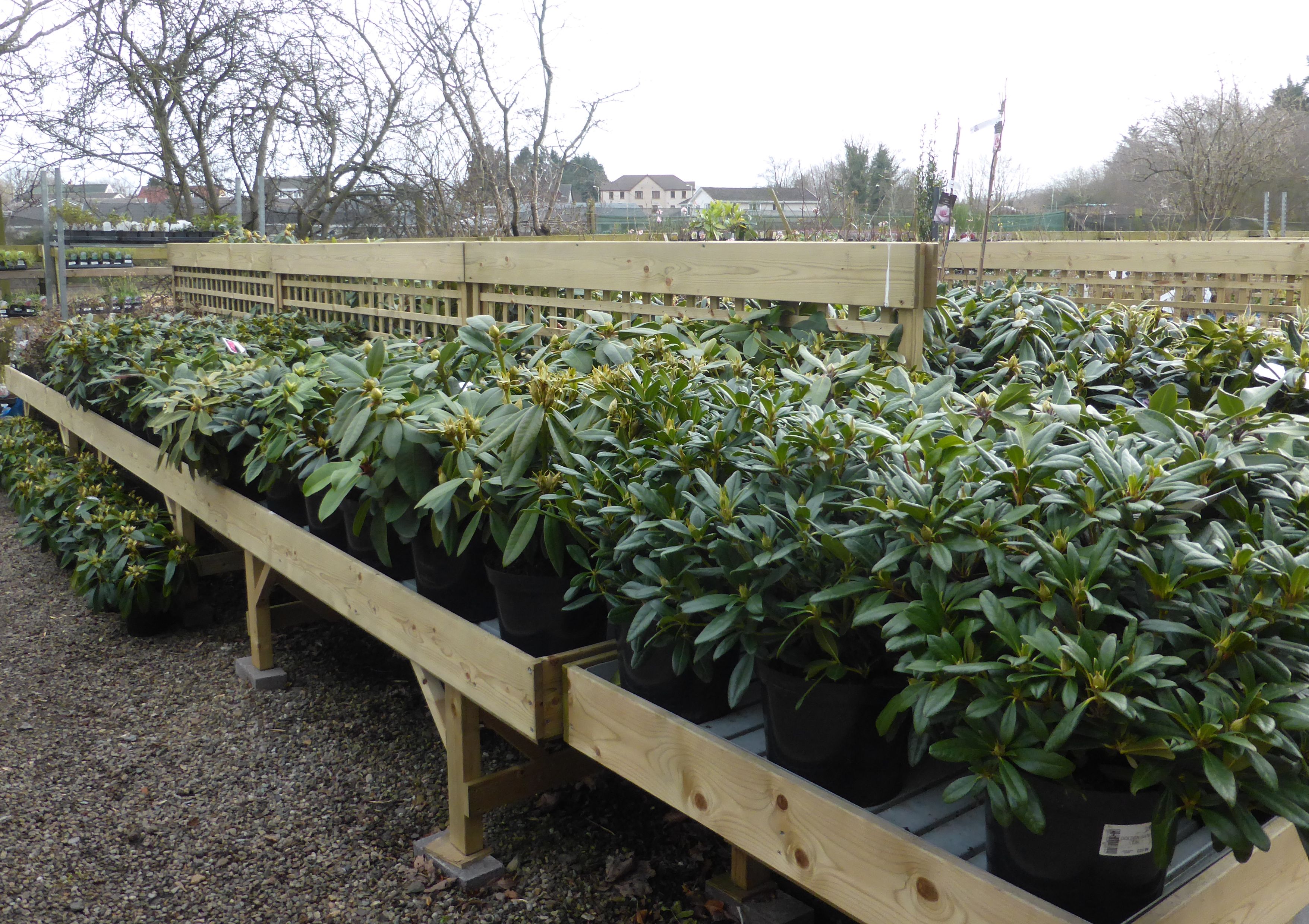 Rhododendrons