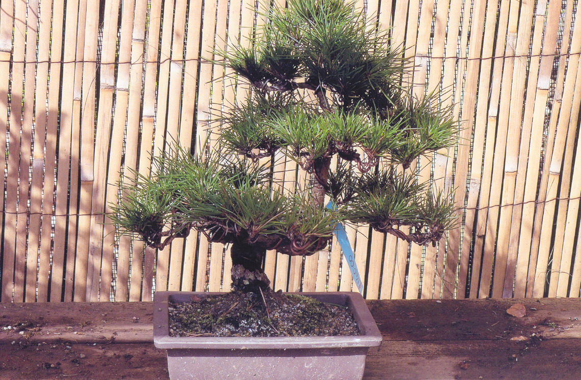 Pine Bonsai Treee