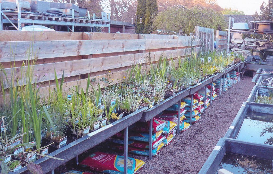 Display of Marginal Pond Plants