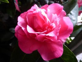 Camellia Flower