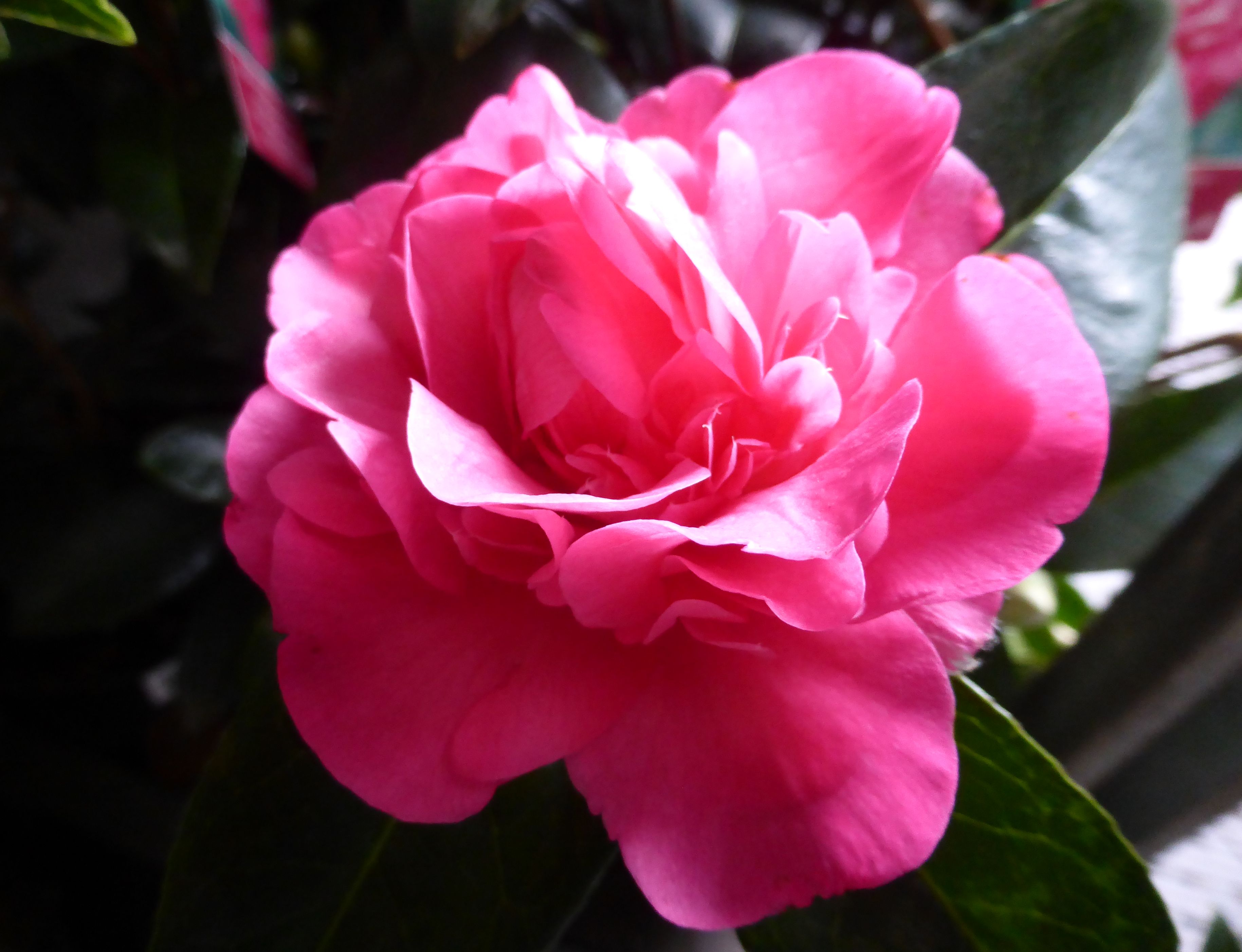 Camellia Flower