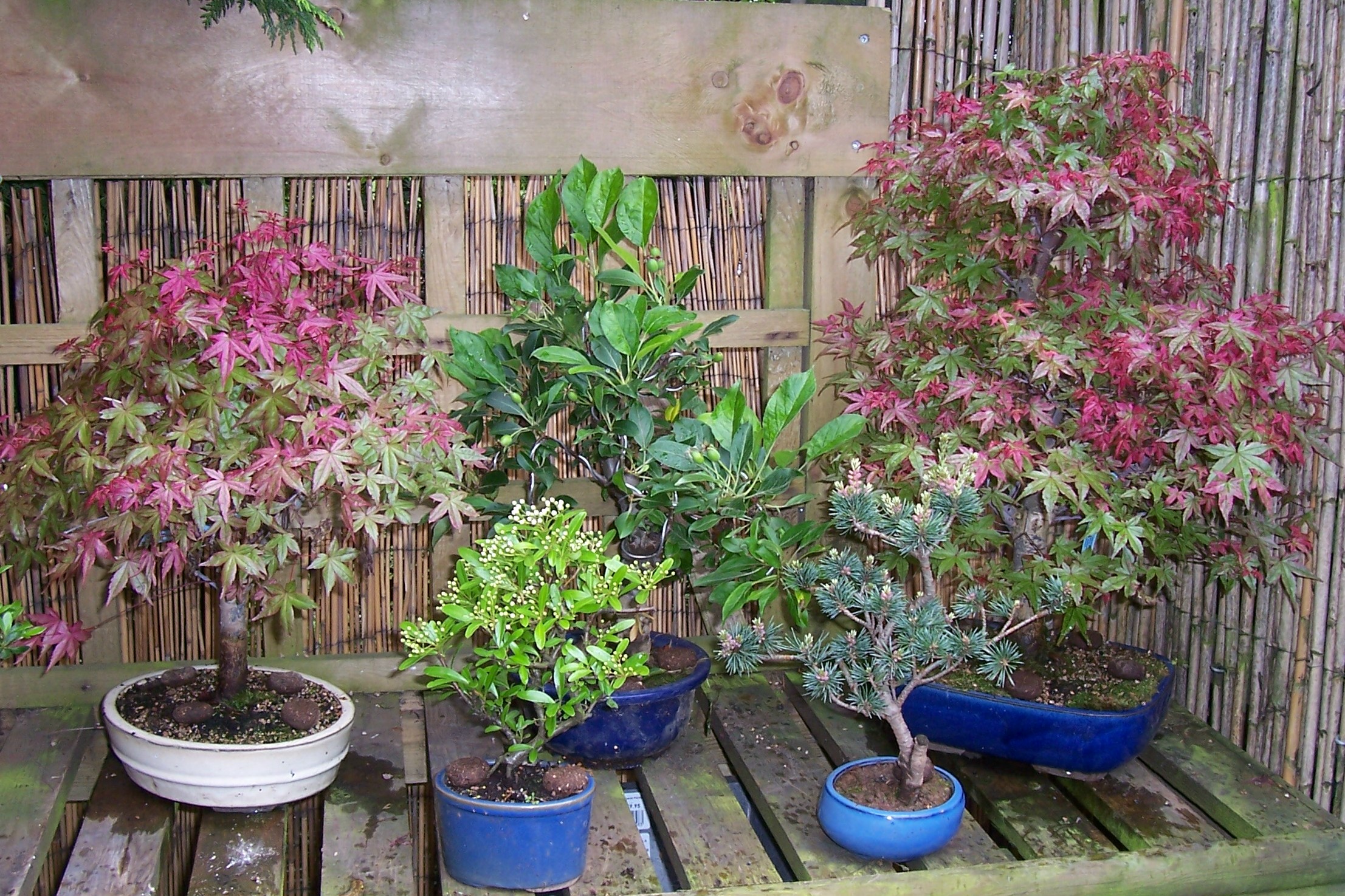 Selection of Bonsai Trees