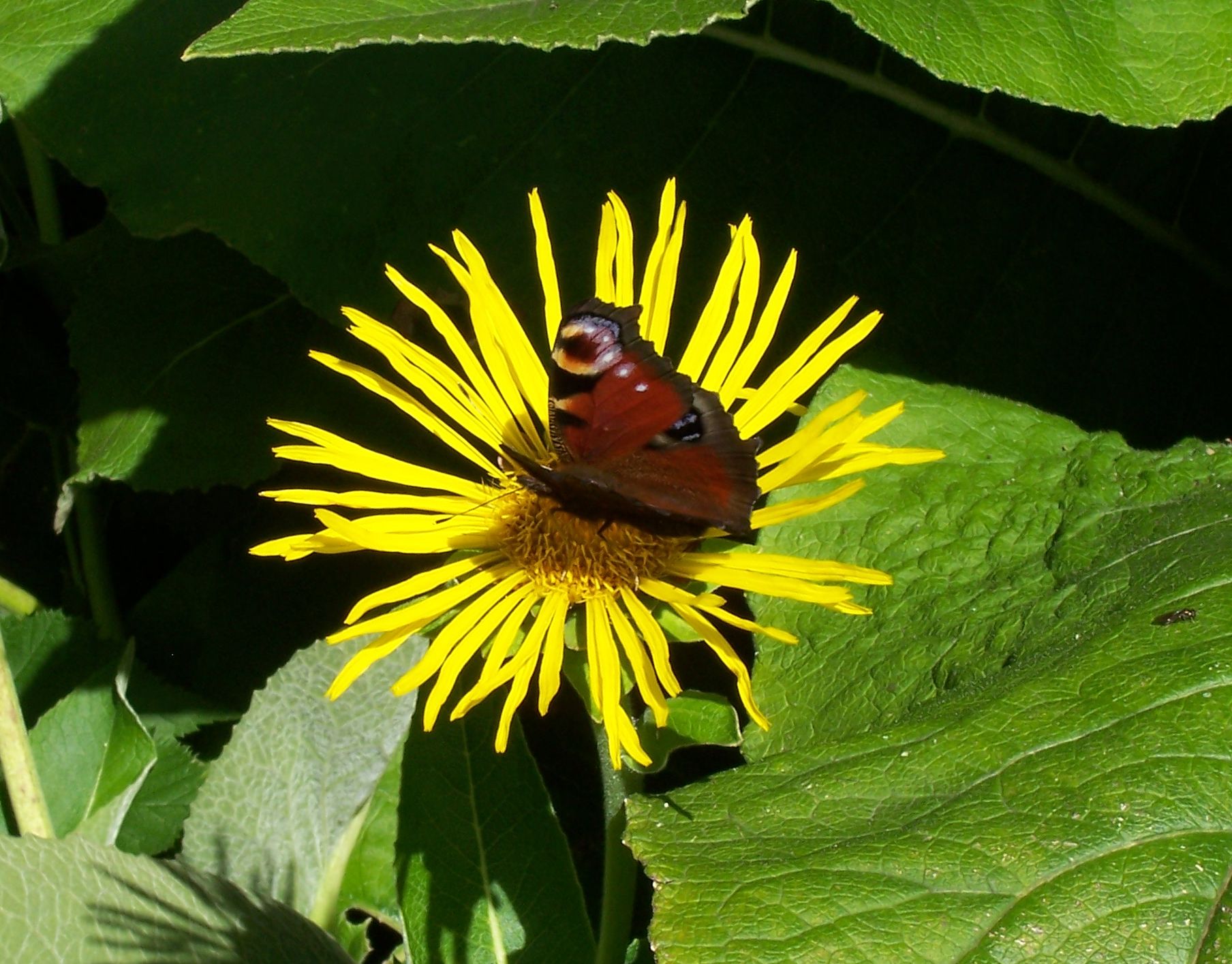 Butterfly on Flower