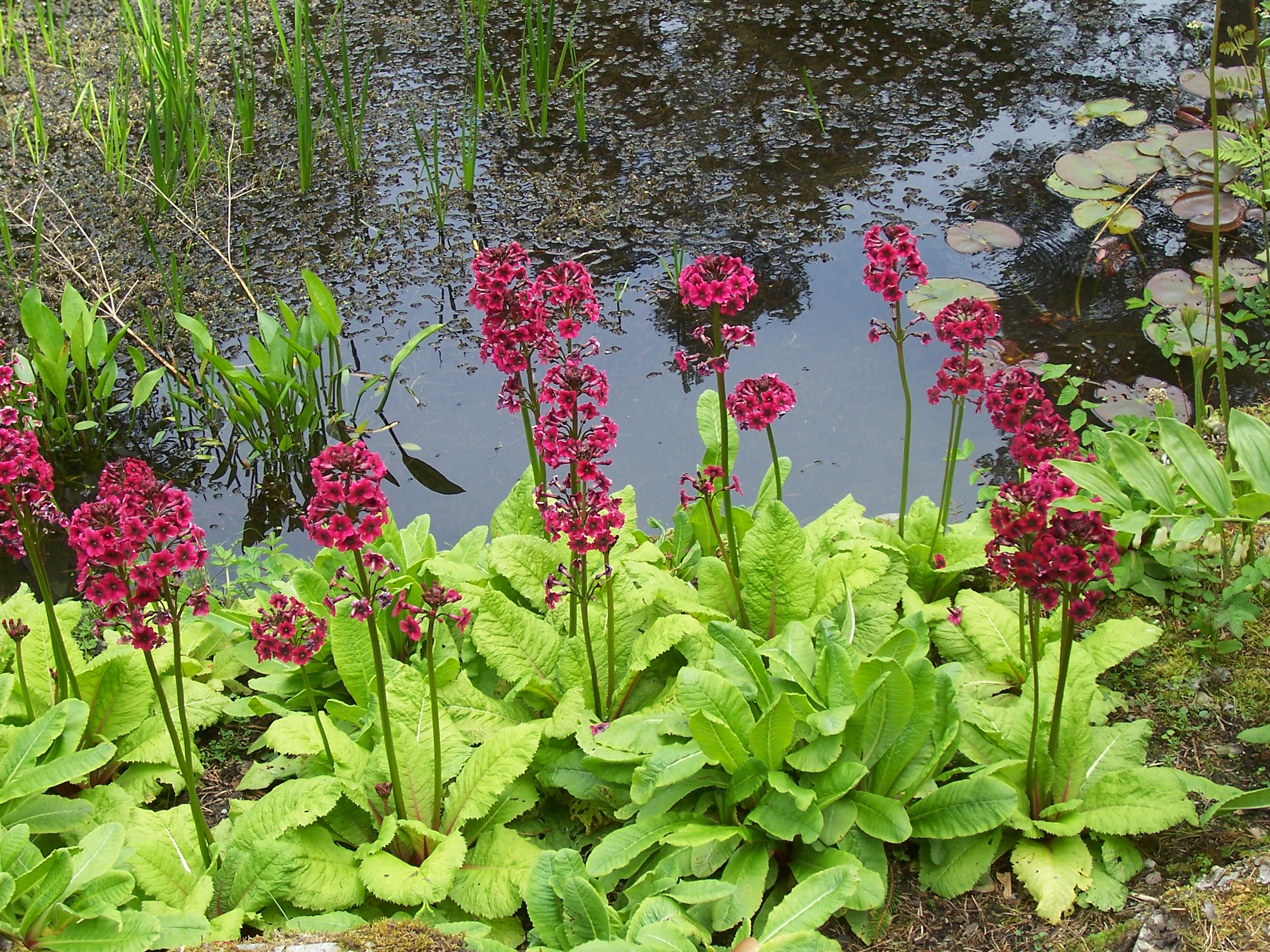 Primula flowering