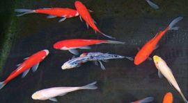 Pond Fish