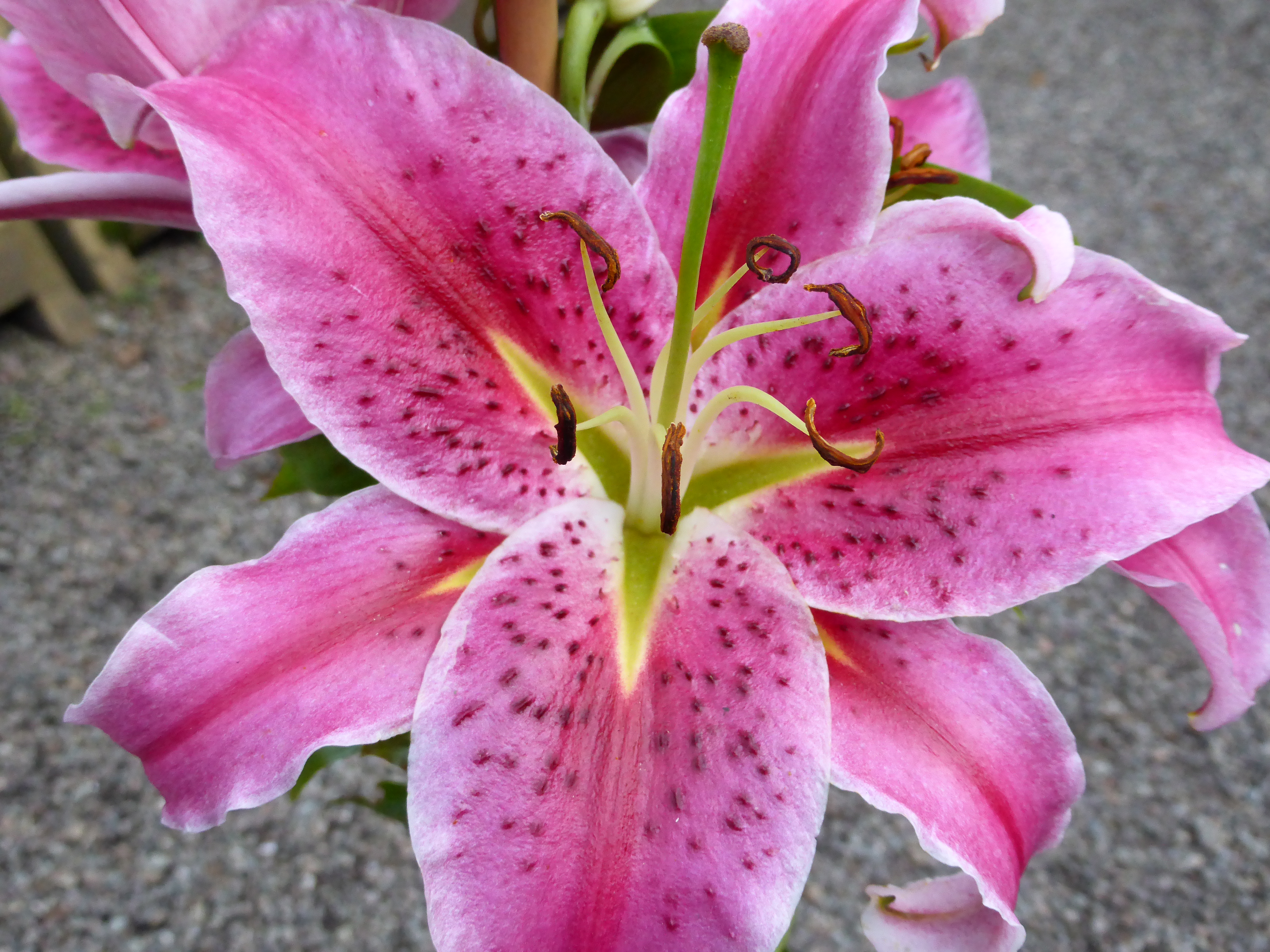 Lilium Flower