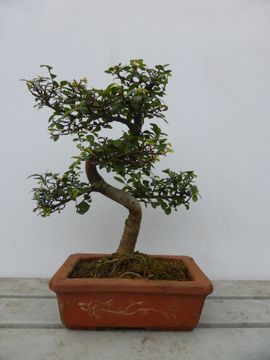 Chinese Elm Bonsai Tree