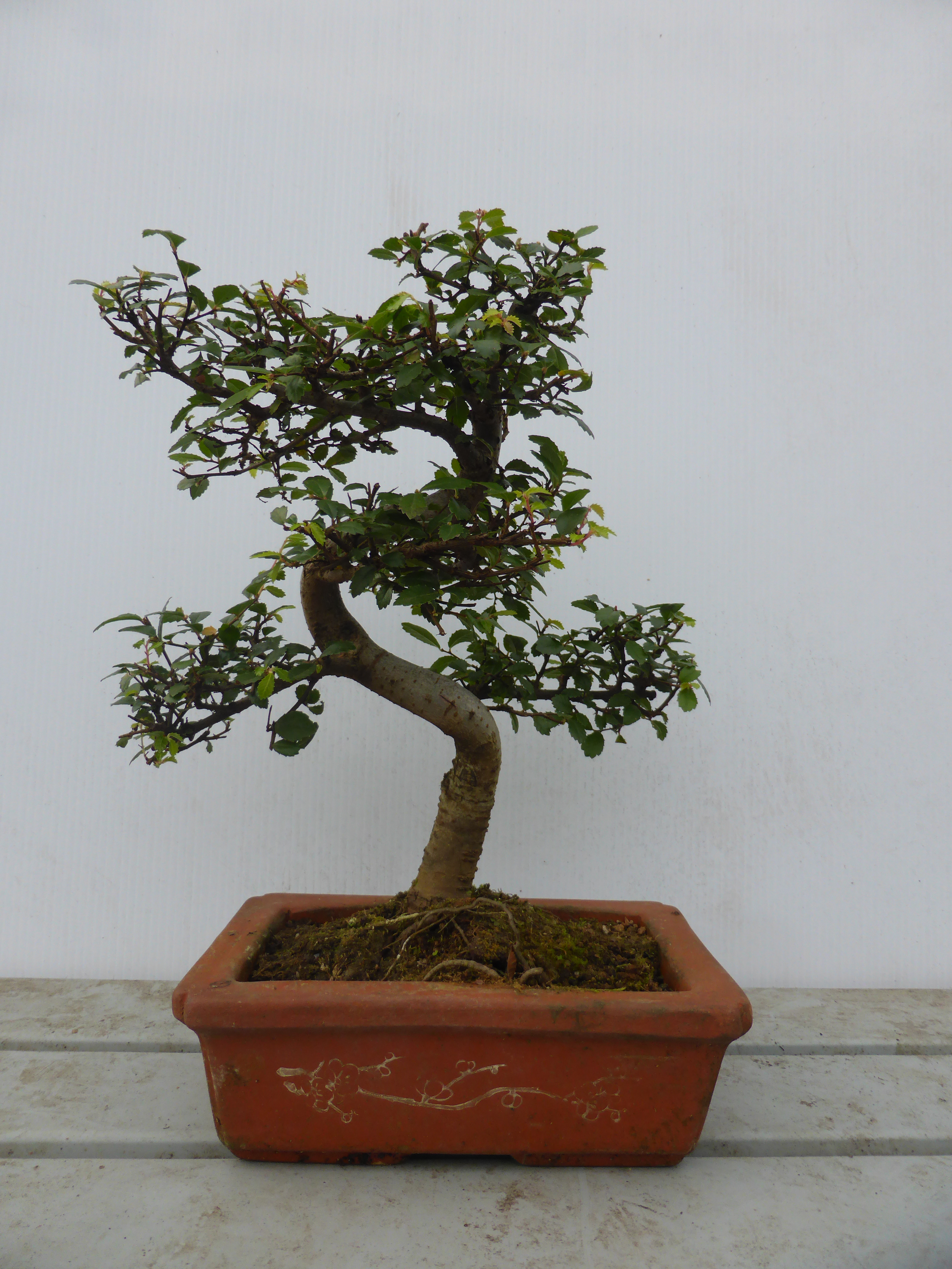 Chinese Elm Bonsai Tree