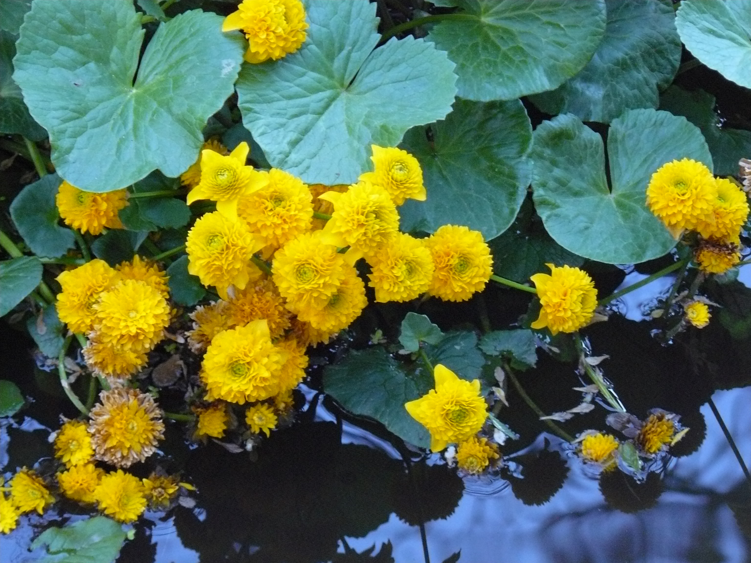 Double Marsh Marigold Flowering