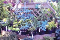 Display of Conifers