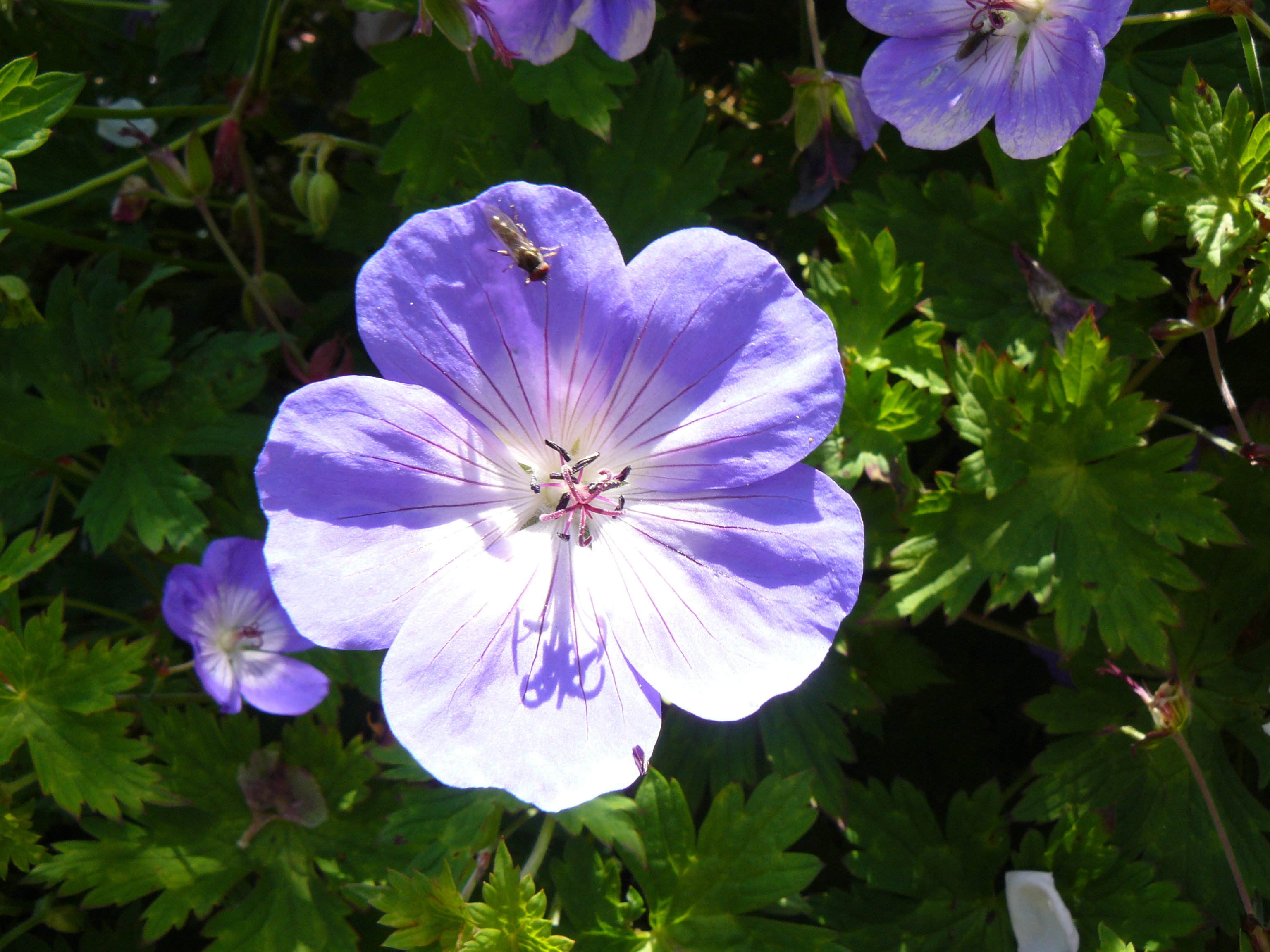 Geranium Flower