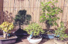 Selection of Bonsai Trees