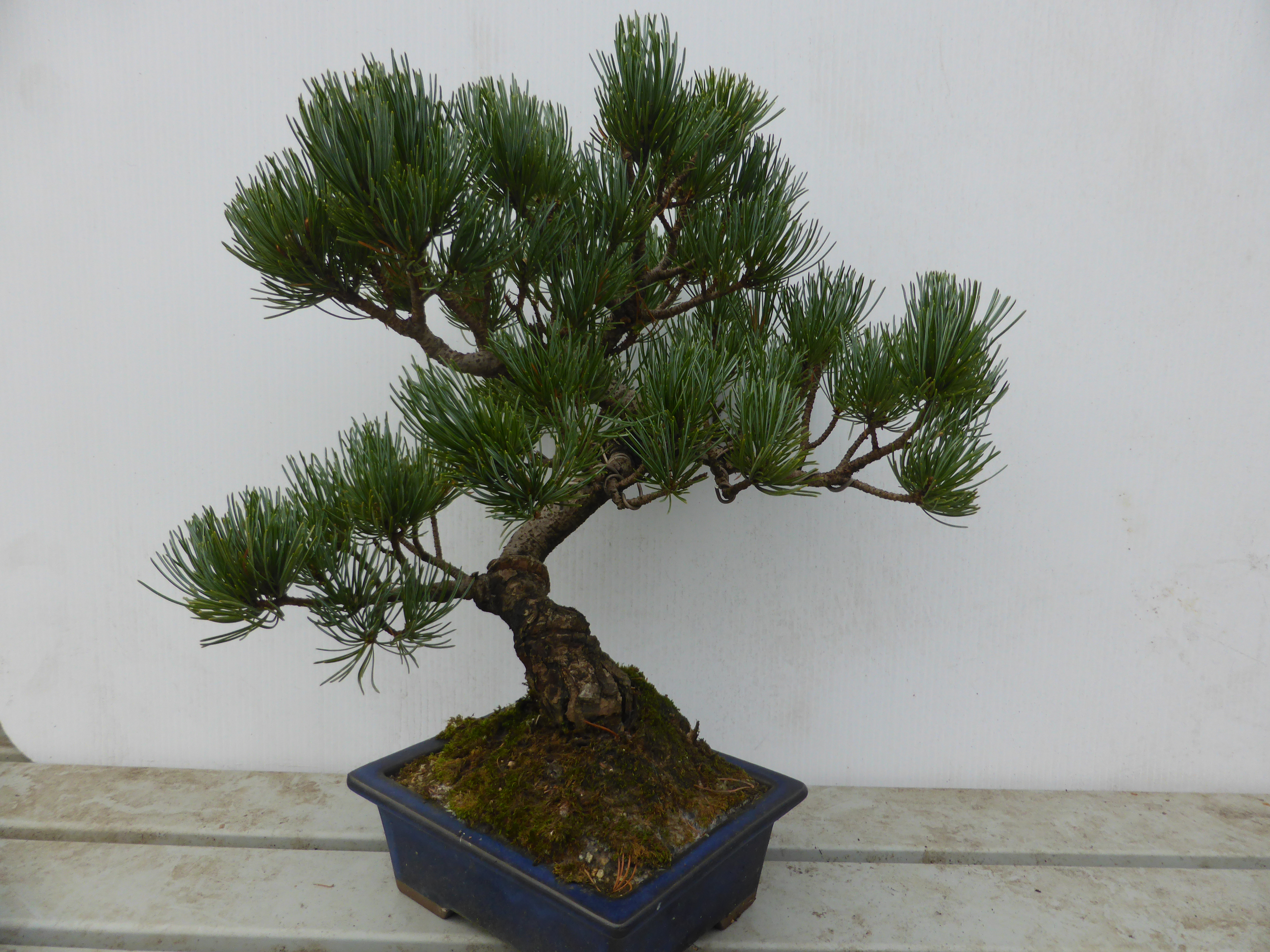 Pine Bonsai Tree